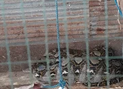 Petugas Damkar Seruyan Evakuasi Ular Sawa Besar di Kuala Pembuang II