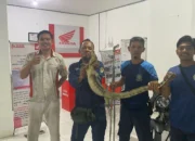 Damkarmat Seruyan Bantu Evakuasi Biawak Yang Masuk Showroom Motor