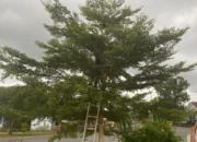 Drone Sangkut Diatas Pohon, Warga Minta Bantuan Damkar.